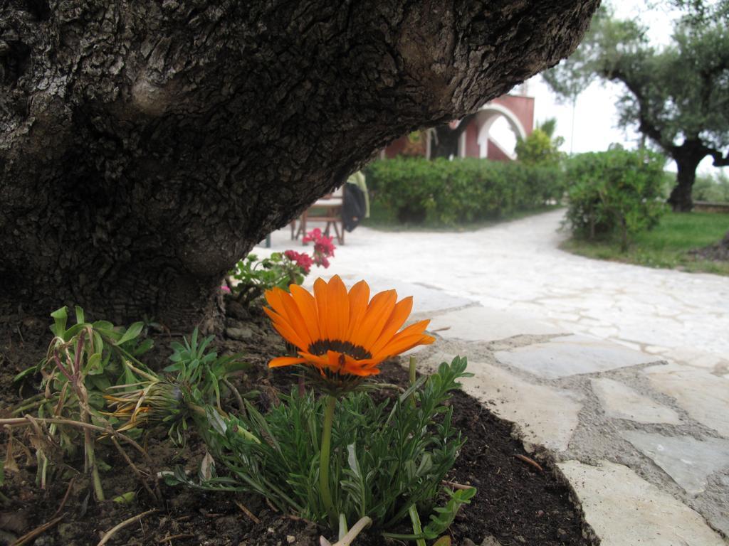 Villa San Andreas Laganas Dış mekan fotoğraf